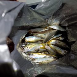 2023/12/18 南港ライトゲーム釣行 (アジ狙い)