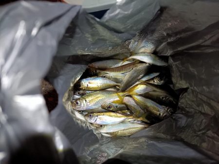 2023/12/18 南港ライトゲーム釣行 (アジ狙い)