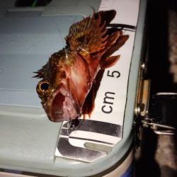 釣れると楽しい