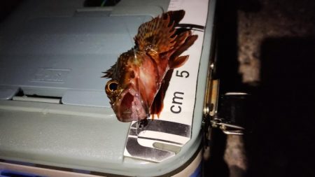 釣れると楽しい