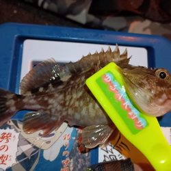 2023/12/26 南港ライトゲーム釣行 (ロックフィッシュ狙い)