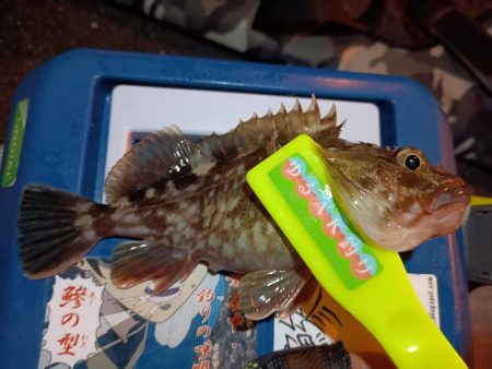 2023/12/26 南港ライトゲーム釣行…