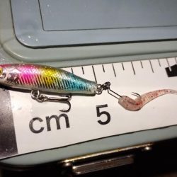 大発明! プラグワームで初めてのメバル!!