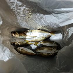 2023/12/27 南港ライトゲーム釣行 (アジ狙い)