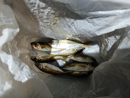 2023/12/27 南港ライトゲーム釣行 (アジ狙い)