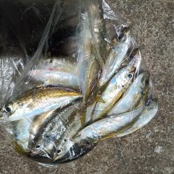 2023/12/28 南港ライトゲーム釣行 (アジ狙い)