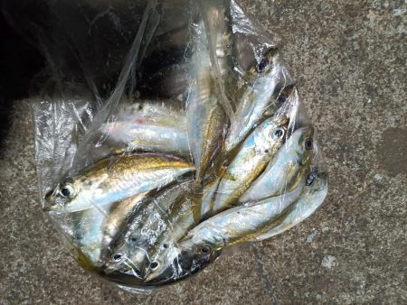 2023/12/28 南港ライトゲーム釣行 (アジ狙い)