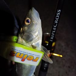 2023/12/30 南港ライトゲーム釣行 (メバル狙い)