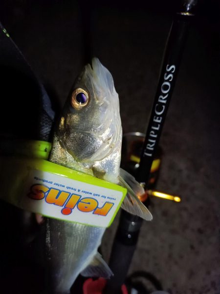 2023/12/30 南港ライトゲーム釣行 (メバル狙い)