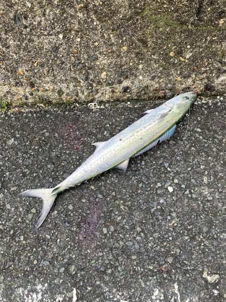 続舞鶴サゴシ祭り