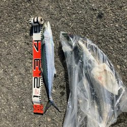 サゴシランガン