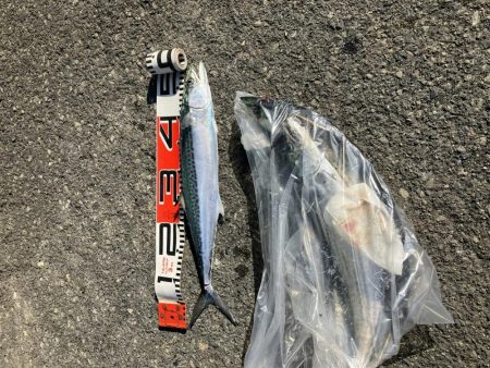 サゴシランガン