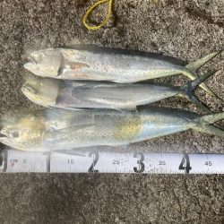 釣り納めはペンペン祭り