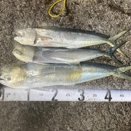 釣り納めはペンペン祭り