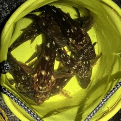 ガッシーで納竿会