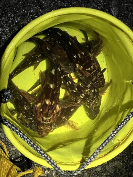 ガッシーで納竿会