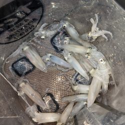 ヒイカエギング