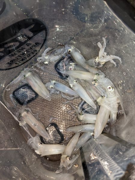 ヒイカエギング