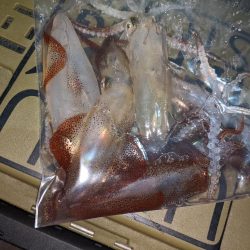 ヒイカ釣り納め