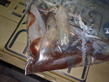 ヒイカ釣り納め