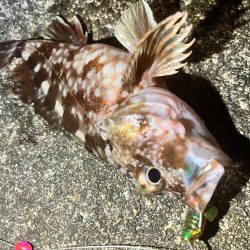 アコウ　釣り納め