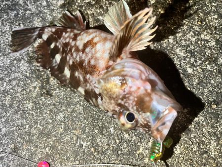 アコウ　釣り納め