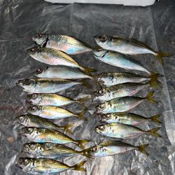 寒くてもアジング