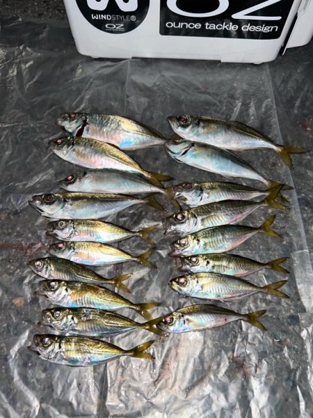 寒くてもアジング