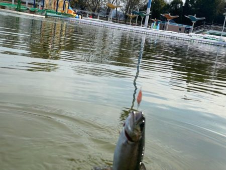 かめぷ　ニジマス