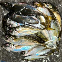 寒くてもアジング2