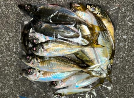 寒くてもアジング2