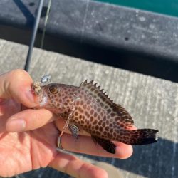 帰省途中の癒し