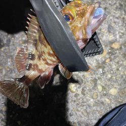 ナイトアジング