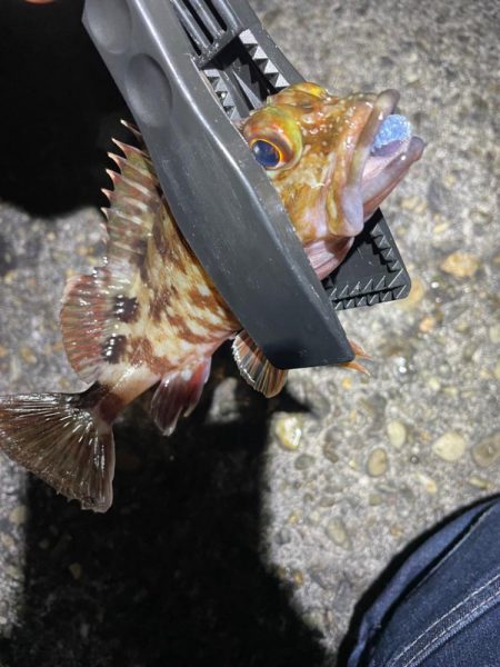 ナイトアジング