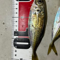 無風快適アジング