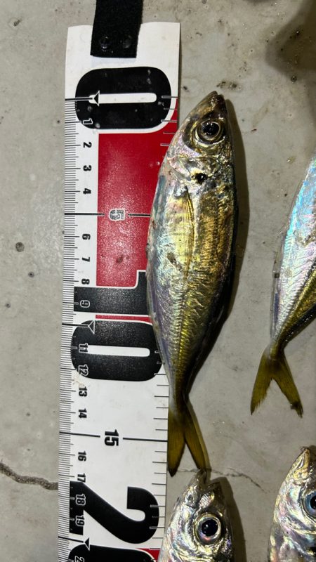 無風快適アジング