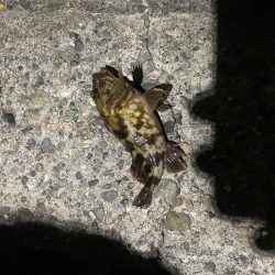 アジング難しい