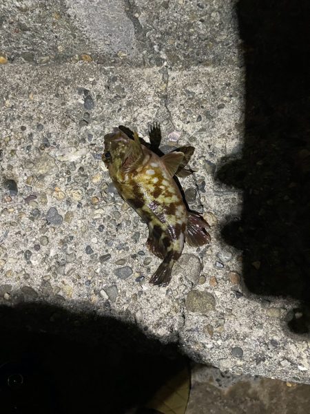 アジング難しい