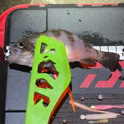 中アジを求めて