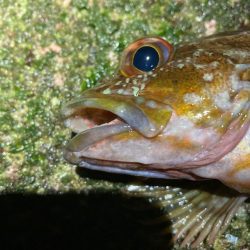 ジグ単で良型メバル