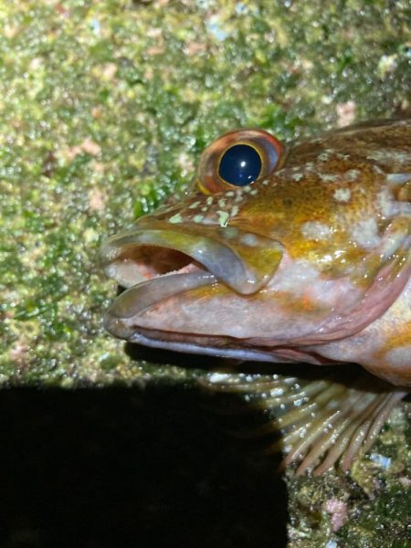 ジグ単で良型メバル