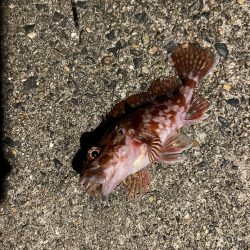 冬のライトゲーム