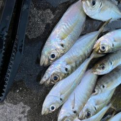大アジよく釣れました