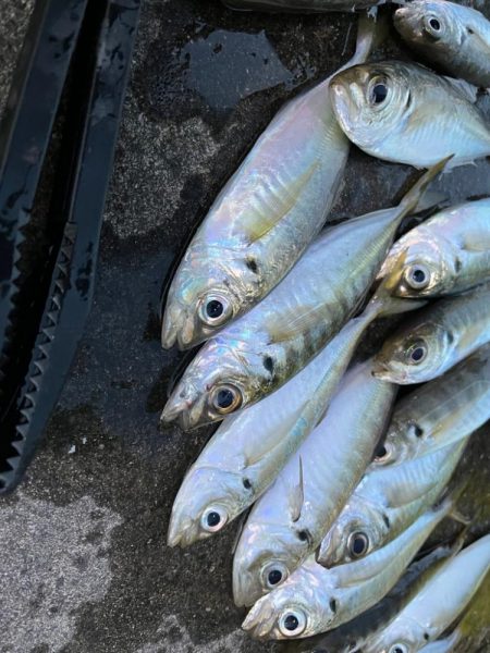 大アジよく釣れました
