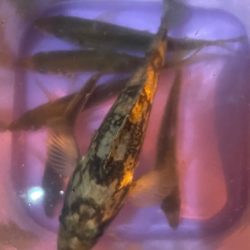 昨晩のヤツ！？