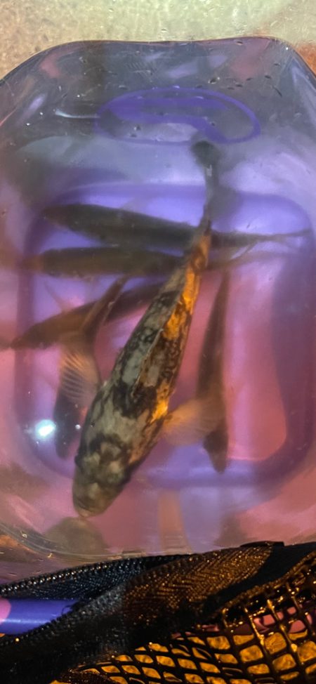 昨晩のヤツ！？