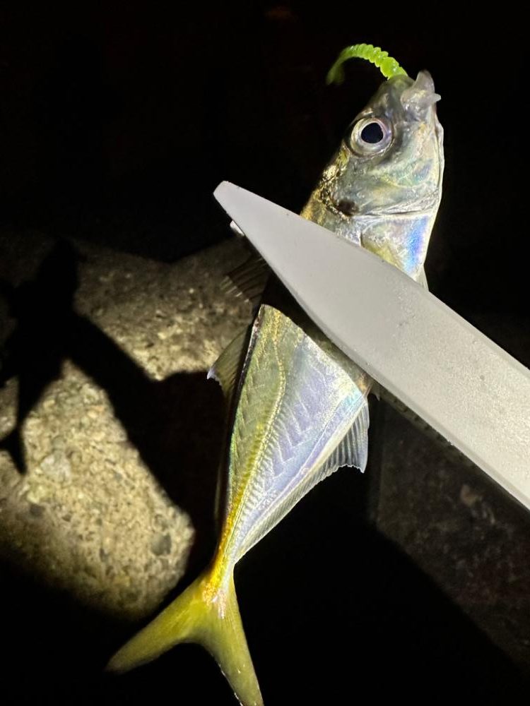 強風の中のアジング