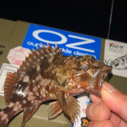 劇寒で1時間釣行