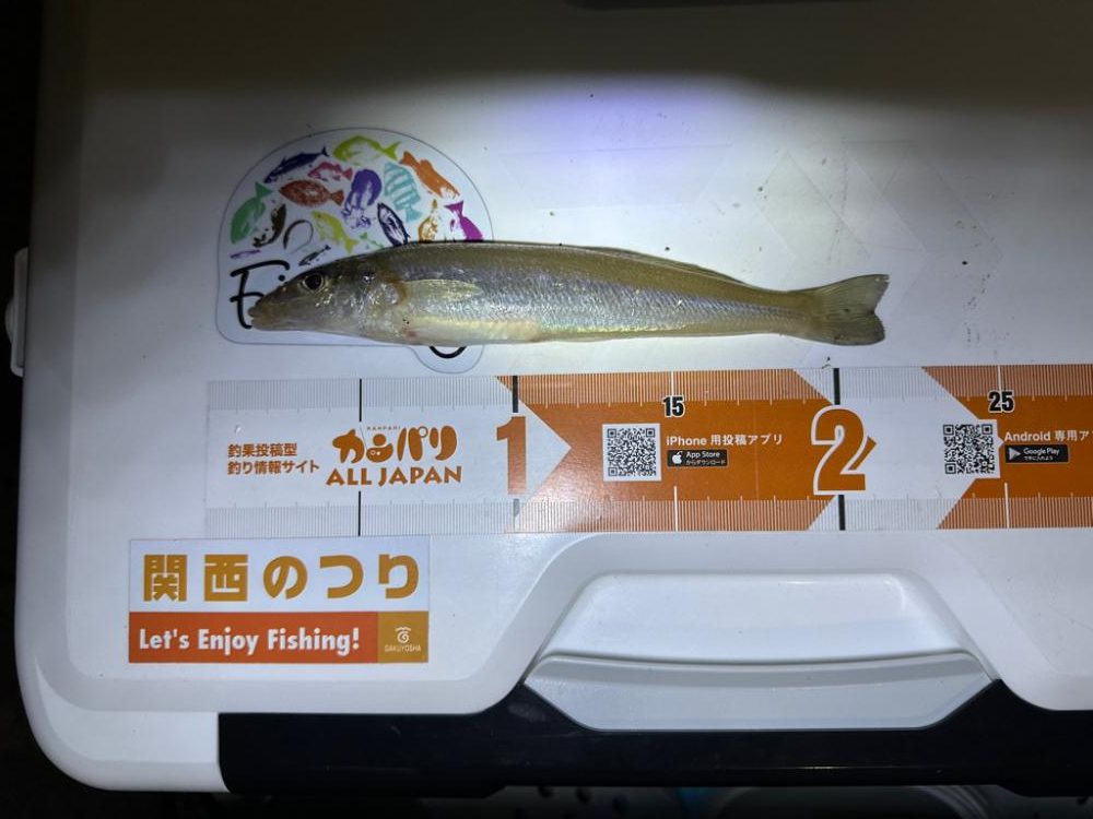 乗っ込みカレイ狙い