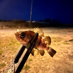 姫路ライトゲーム